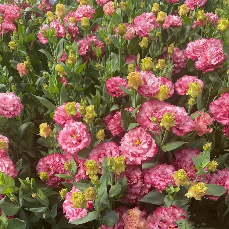 BowLift | 200 Seeds Eustoma - Thornless Rose Seeds – Fast Germination & Long Blooming Period