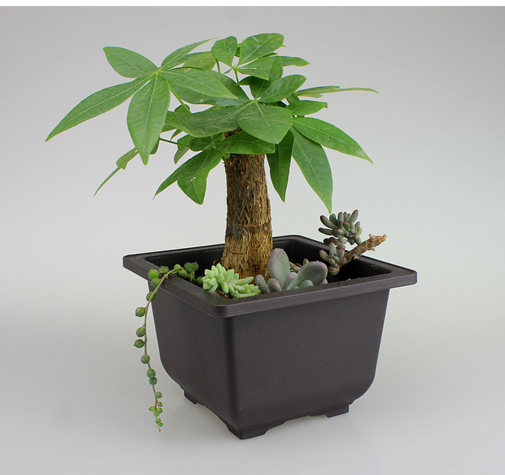 BowLift | Rectangular Flower Planter with Saucer for Balcony