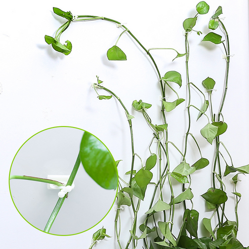 BowLift | Climbing Wall Mounting Clips – Practical Plant Holders for Wall Decoration