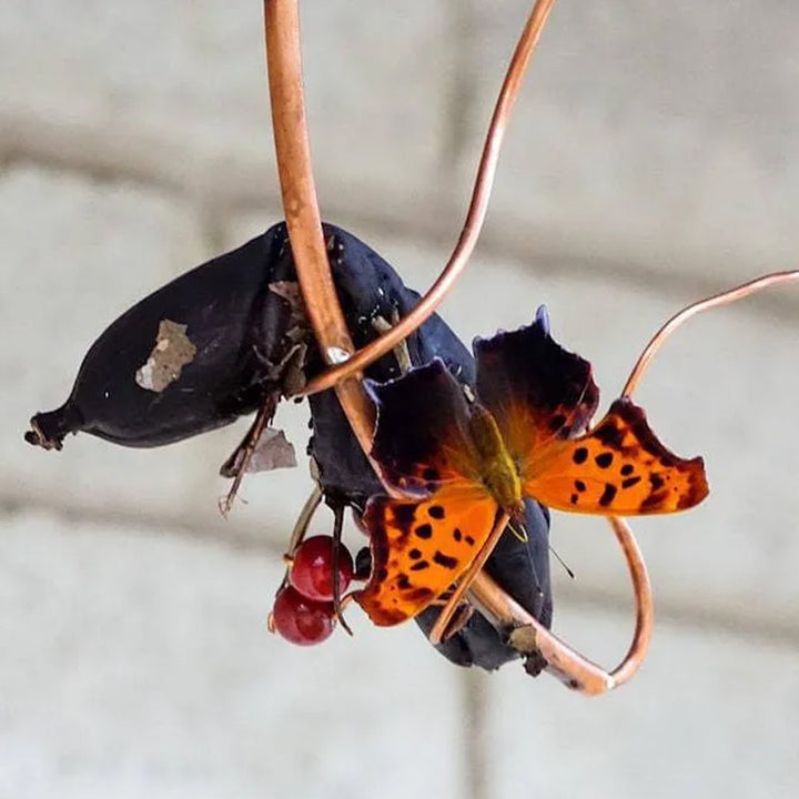 BowLift | Butterfly Banana Hammock-Butterfly Feeder