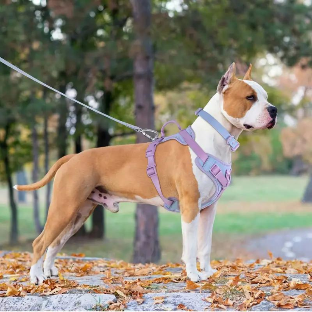 EasyWalk •  No Pull Dog Harness