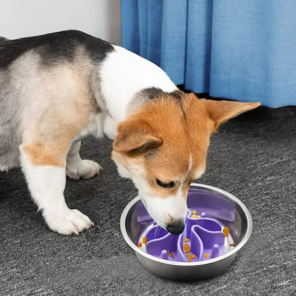 SlowMunch • Dog Feeding Bowl Slow