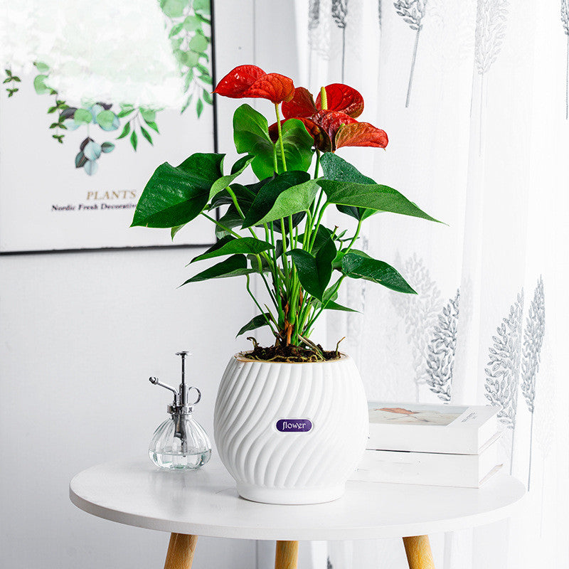 BowLift | Handmade Self-Watering Planter