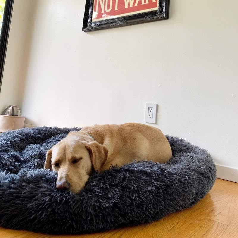 BowLift | Orthopedic Plush Donut Dog Bed