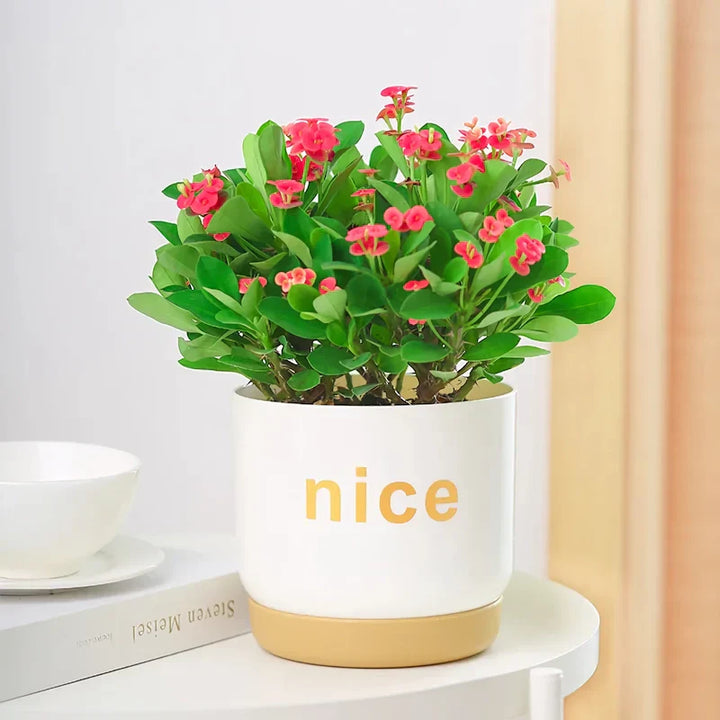 BowLift | Modern Self Watering Planters for Office and Home