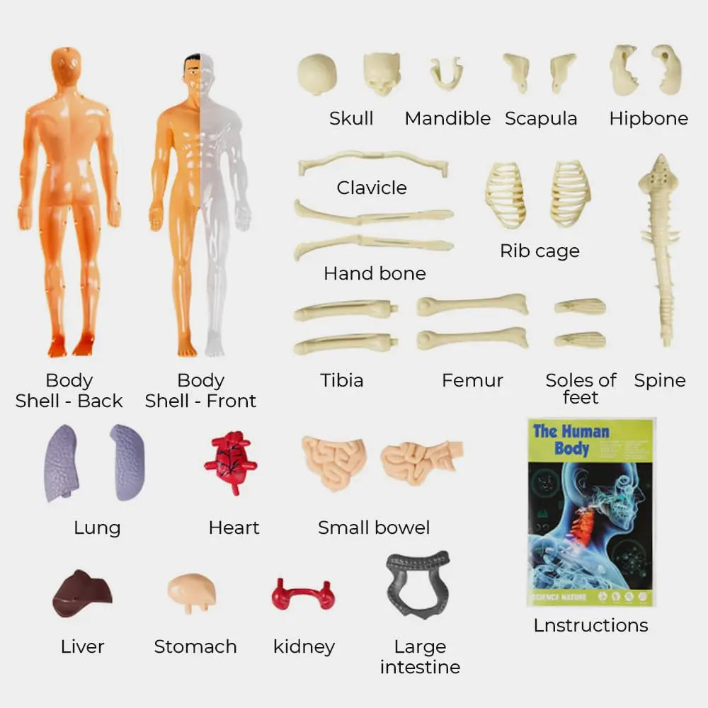 BowLift | 3D model of the human body – Playful anatomy learning