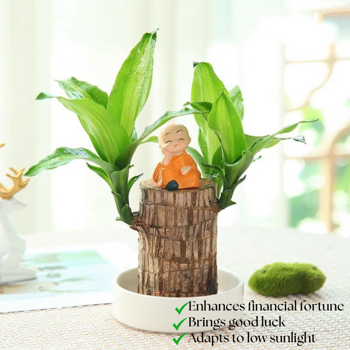 Brazilian Fortune Wood Plant - Bring Financial Luck and Prosperity Bowlift