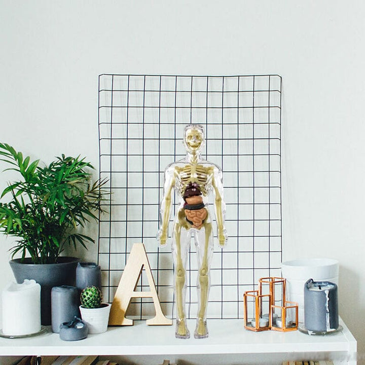 BowLift | 3D human body torso model for children anatomy model skeleton
