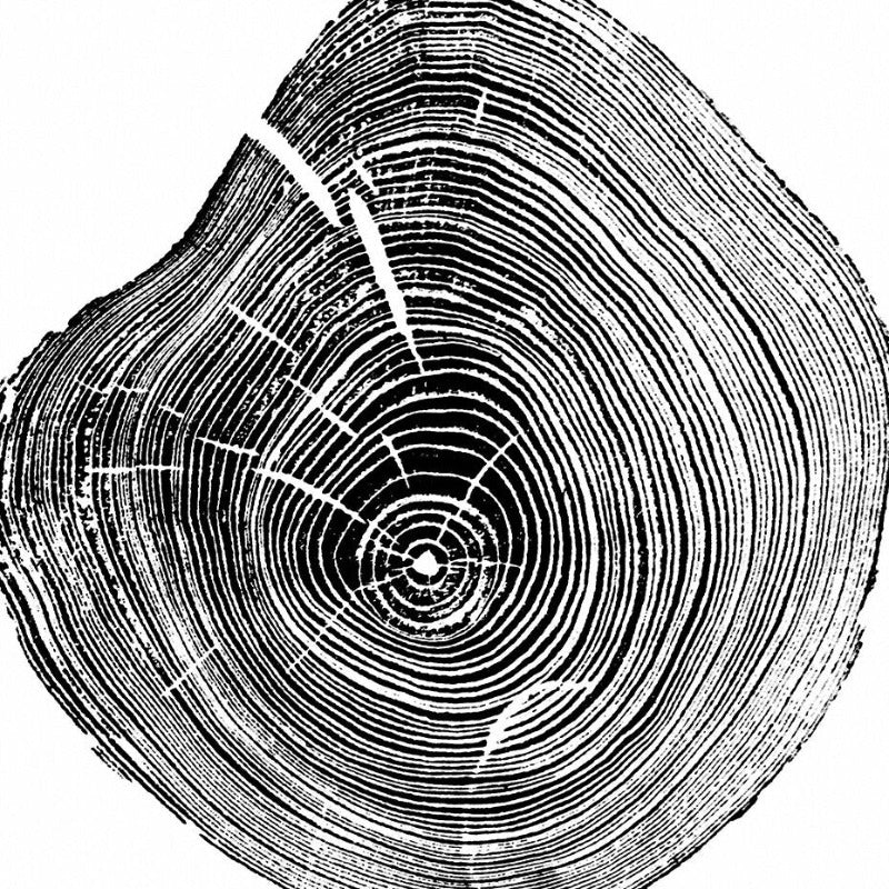 Tree Annual Rings Black and White - Canvas Wall Art Painting | Bowlift