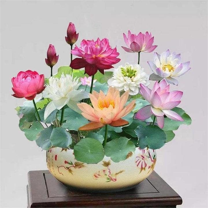 LotusWaters – Bonsai Water Garden Seeds for Pond and Balcony | Bowlift