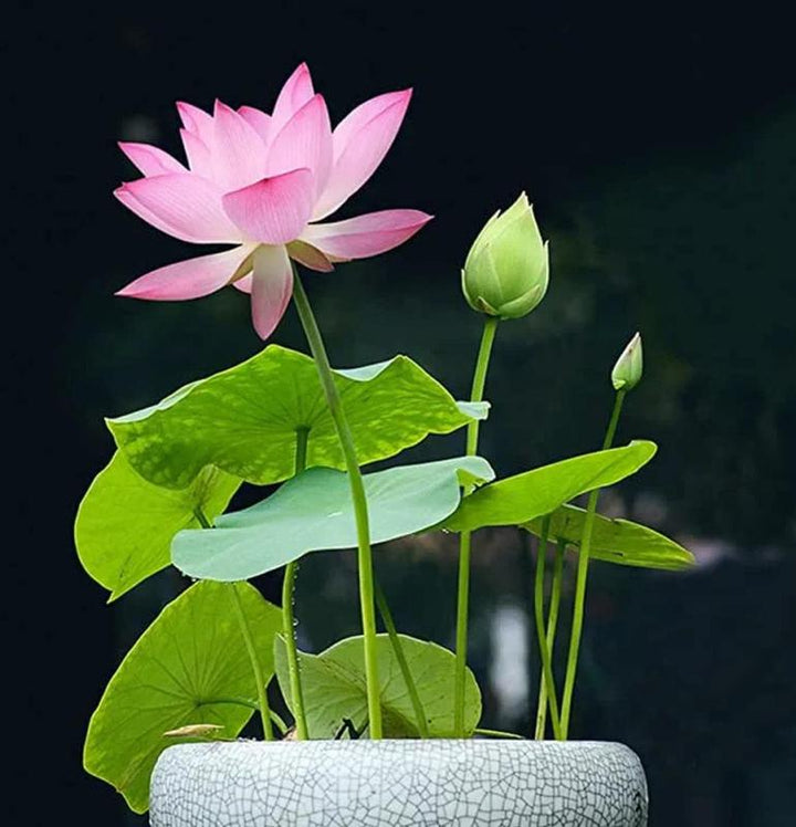 BowLift | LotusWaters – Bonsai Water Garden Seeds for Pond and Balcony