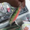 BowLift | Fishing Gear Bait Set