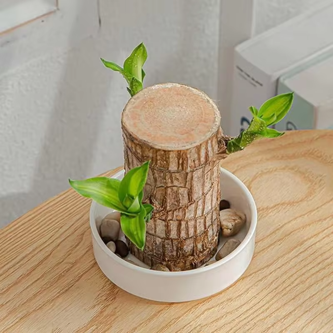 Brazilian Fortune Wood Plant - Bring Financial Luck and Prosperity Bowlift