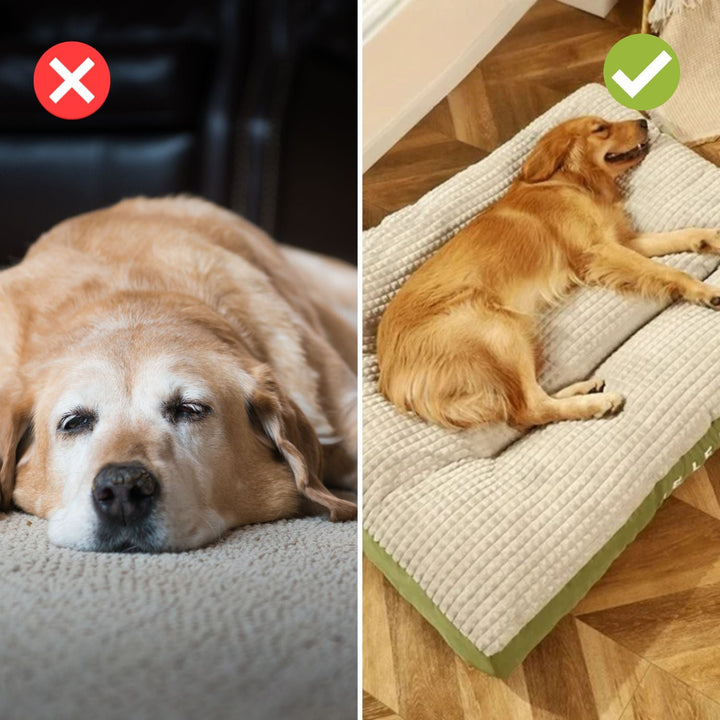 BowLift | SnoozePaw Luxury Dog Bed – Robust Foam, Removable Covers and Optimal Support