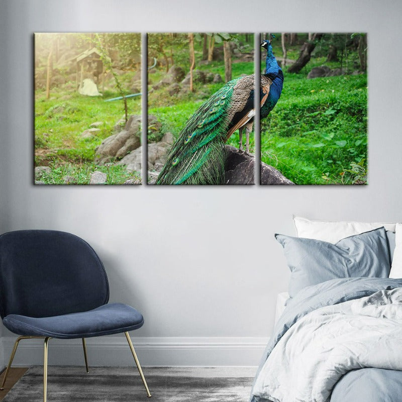 Dignified Sunlit Peacock-Canvas Wall Art Painting 3 Pieces | Bowlift