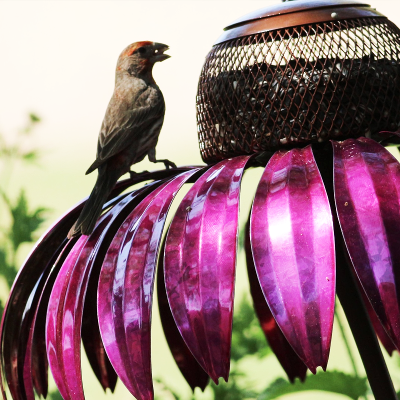 Bird Feeding Station D'éChinacéE | Bowlift