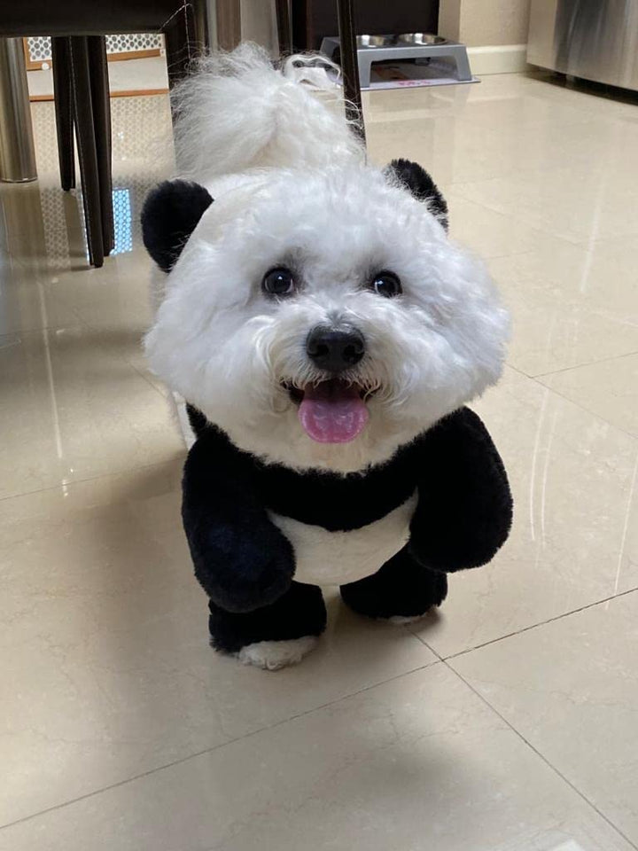 BowLift | Pandaloon Dog and Pet Costume Set