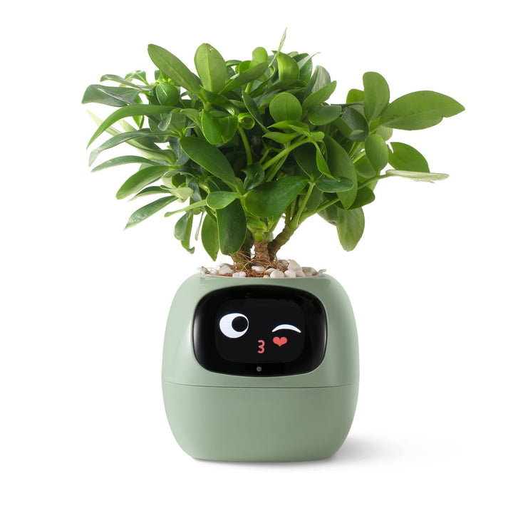 BowLift | VerdeGlow – Self-Watering Smart Plant Pot | Automatic Irrigation | Modern Indoor Planter