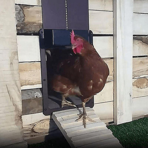 BowLift | Poultry Farm Automatic Chicken Coop Door