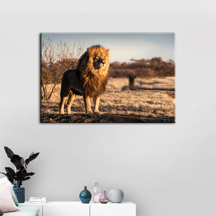 Majestic Lion Bathed In Sunlight - Canvas Wall Art Painting | Bowlift