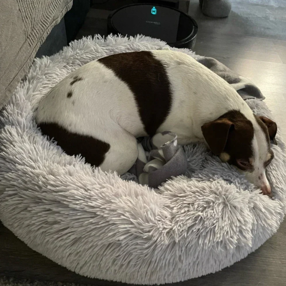 CalmNest • Anxiety-Reducing Pet Bed