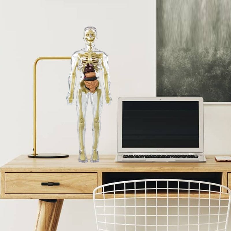 BowLift | 3D human body torso model for children anatomy model skeleton