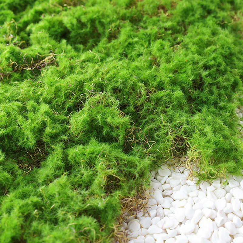 BowLift | Moss Cover Piece – Moss Flakes Ornament for Decoration and Landscaping