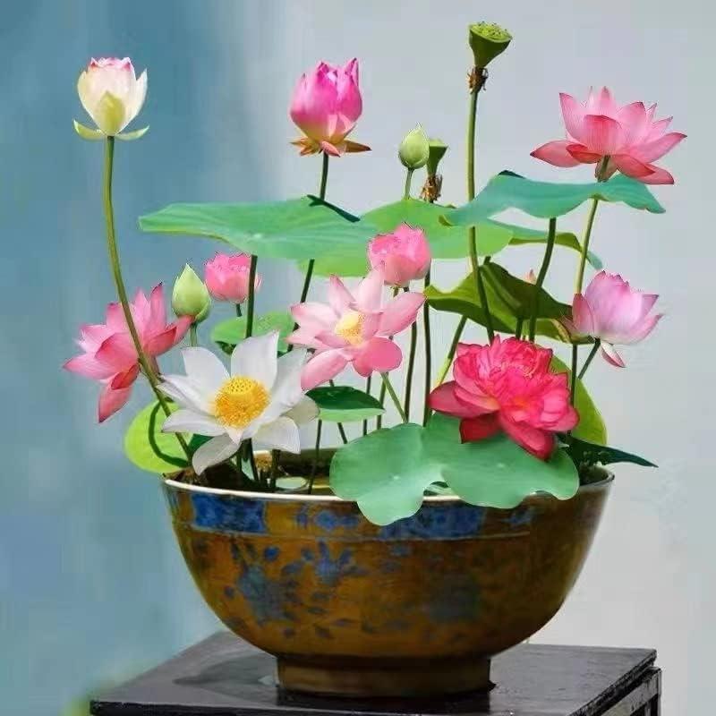 BowLift | LotusWaters – Bonsai Water Garden Seeds for Pond and Balcony