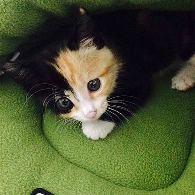 BowLift | COZYDEN - Hideaway Cave Pet Bed