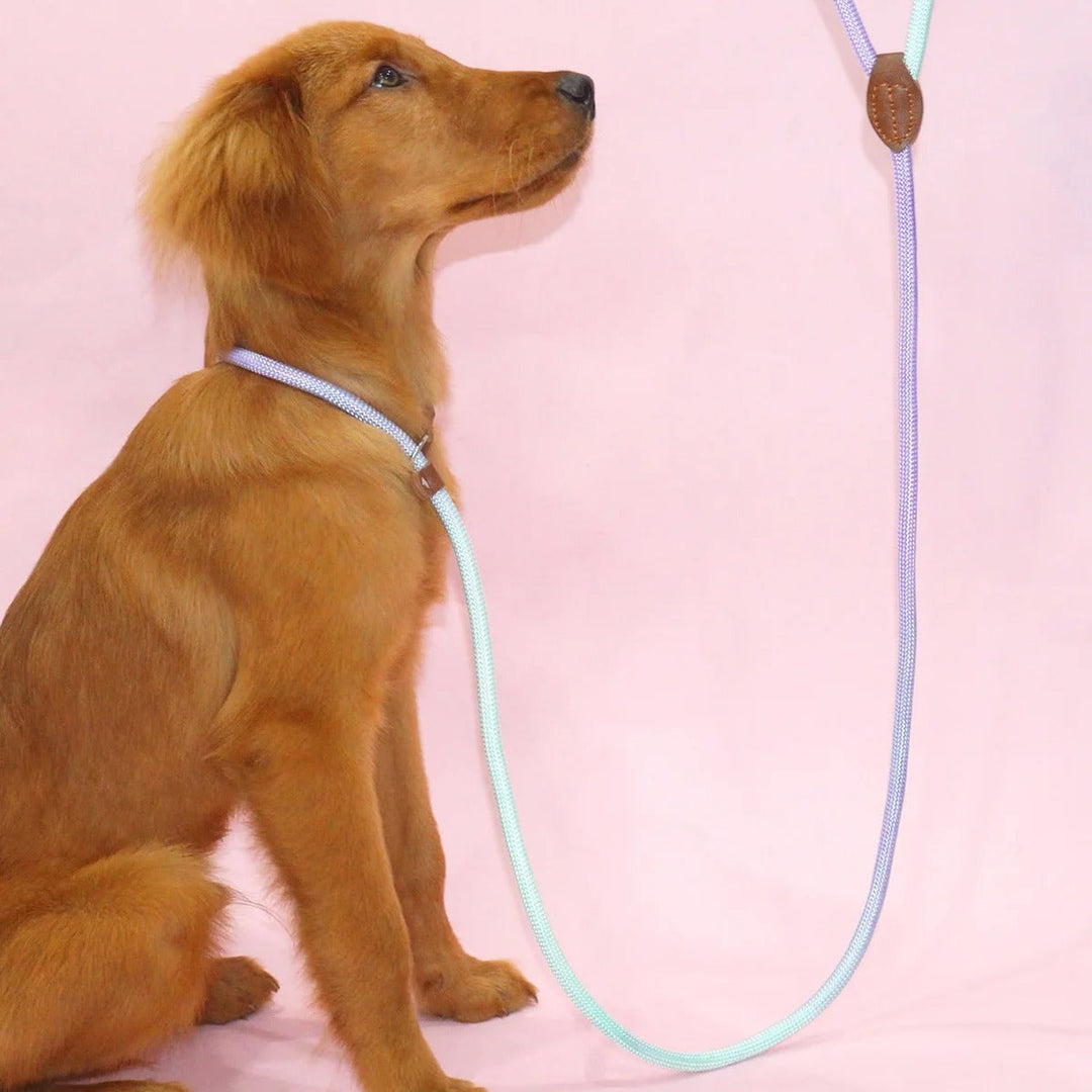 Clémentine Leash – Colorful Dog Leash for Stylish Walking Bowlift