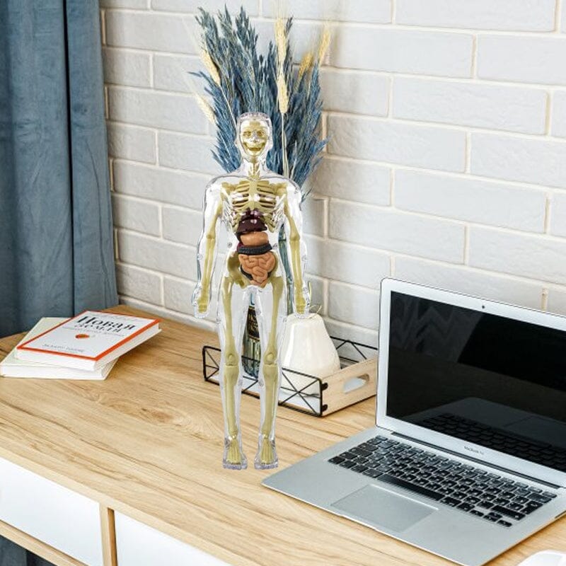 BowLift | 3D human body torso model for children anatomy model skeleton