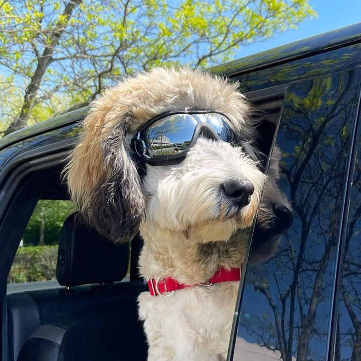 BowLift | Outdoor Protection Glasses for Dogs