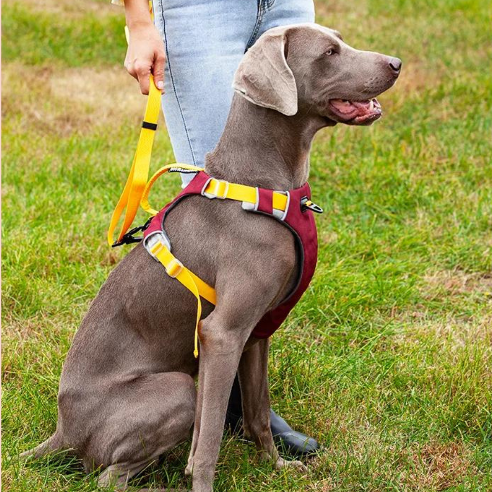 ComfortFit • No Pull Dog Harness