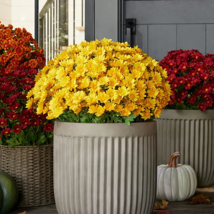 BowLift | AutumnBlaze — Your worry-free garden hit with colors that enchant every autumn!