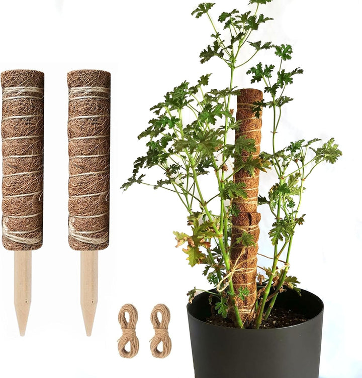 BowLift | Coconut moss stick for climbing plants – Natural climbing aid for houseplants and garden
