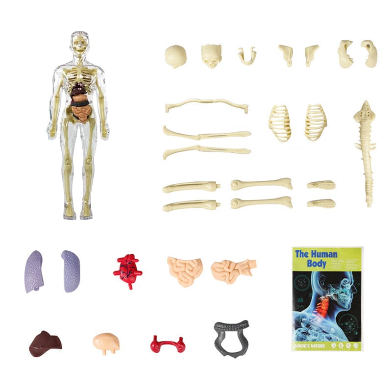 BowLift | 3D human body torso model for children anatomy model skeleton