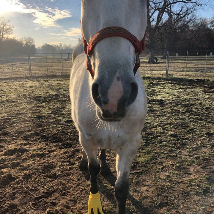 BowLift | Funny Feet For Horse