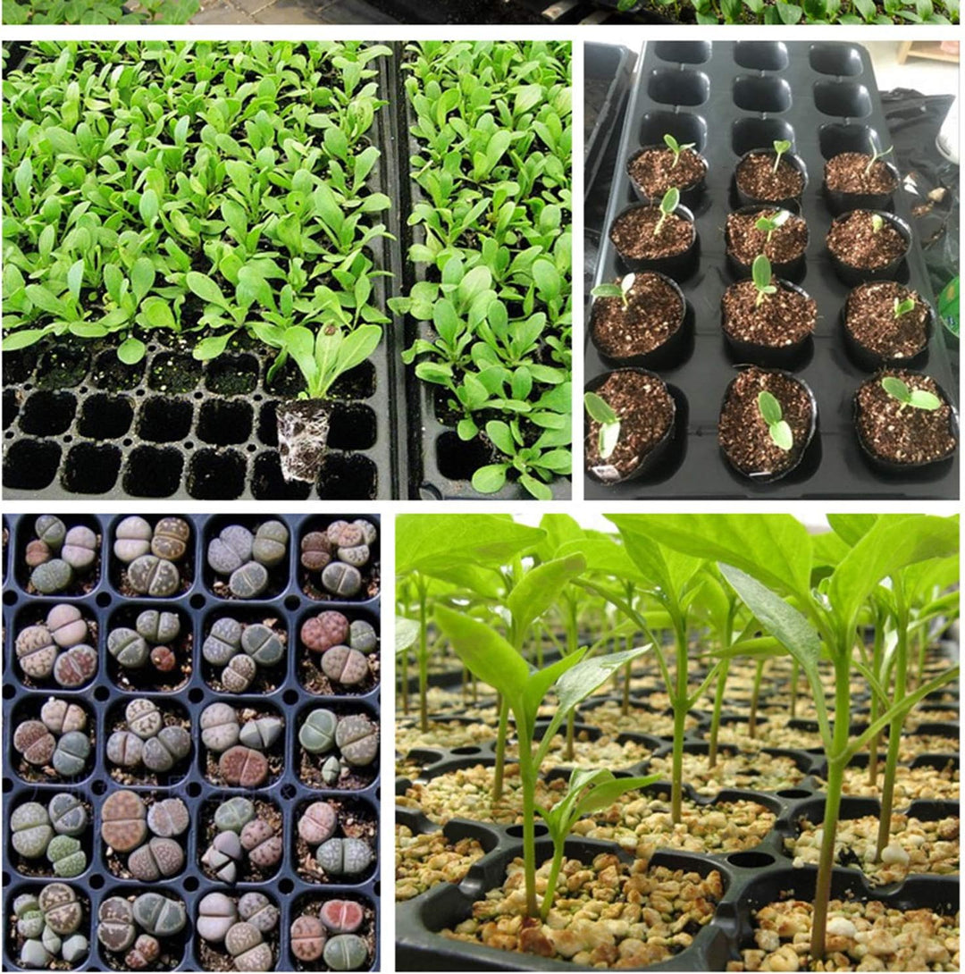 BowLift | Rectangular Plant Bowl – Seedling Tray for Efficient Germination and Growth of Seedlings