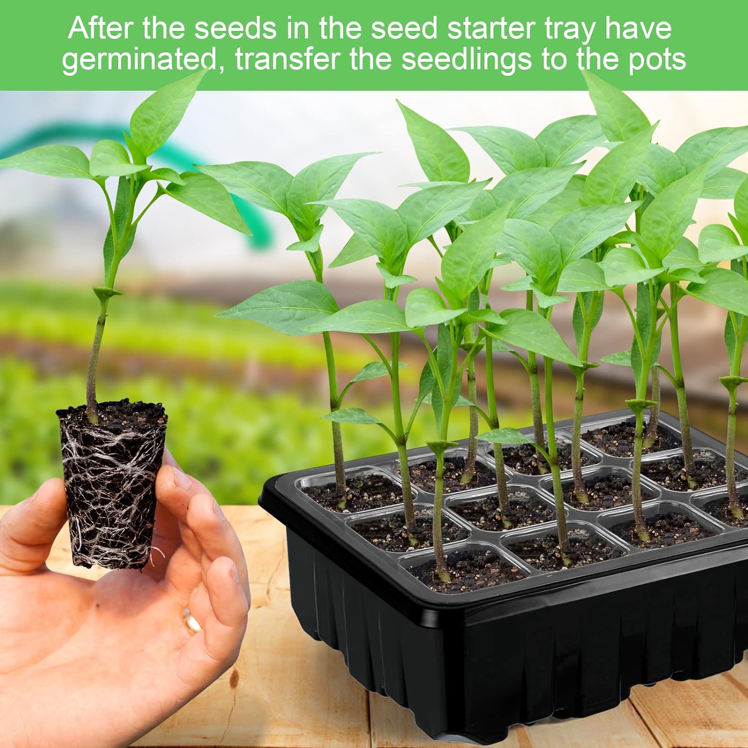 BowLift | Grow kit with light – Complete set for successful plant cultivation