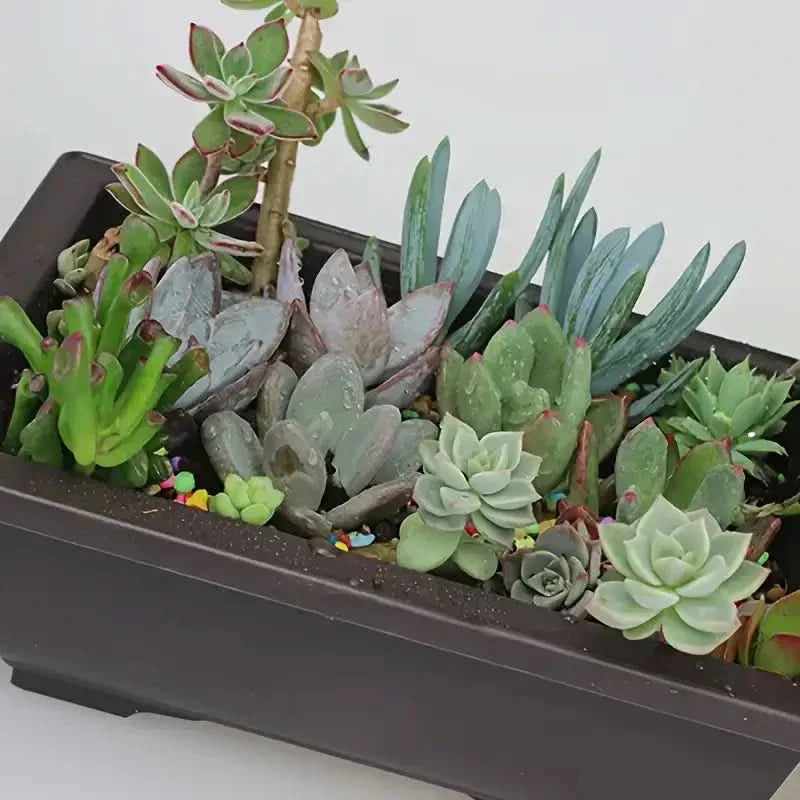 BowLift | Rectangular Flower Planter with Saucer for Balcony