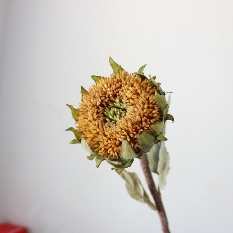 Dried Sunflower Stem