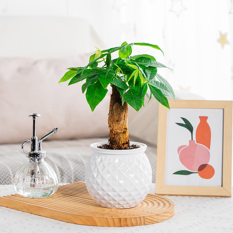 BowLift | Self-Watering Succulent Plant Pot with Fish Tank