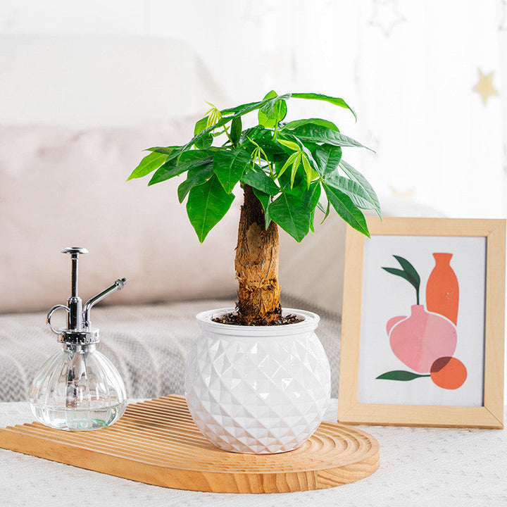 BowLift | Self-Watering Succulent Plant Pot with Fish Tank