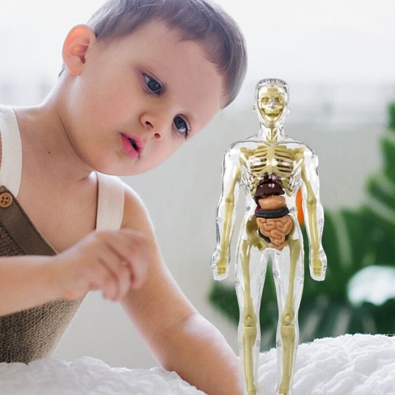 BowLift | 3D human body torso model for children anatomy model skeleton