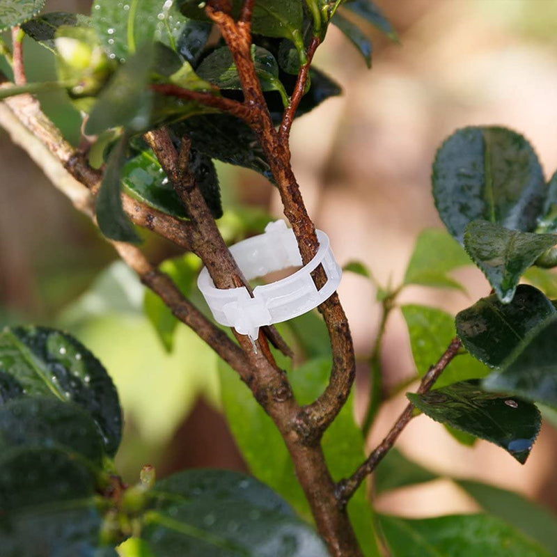 Plastic ring for holding plants | Bowlift