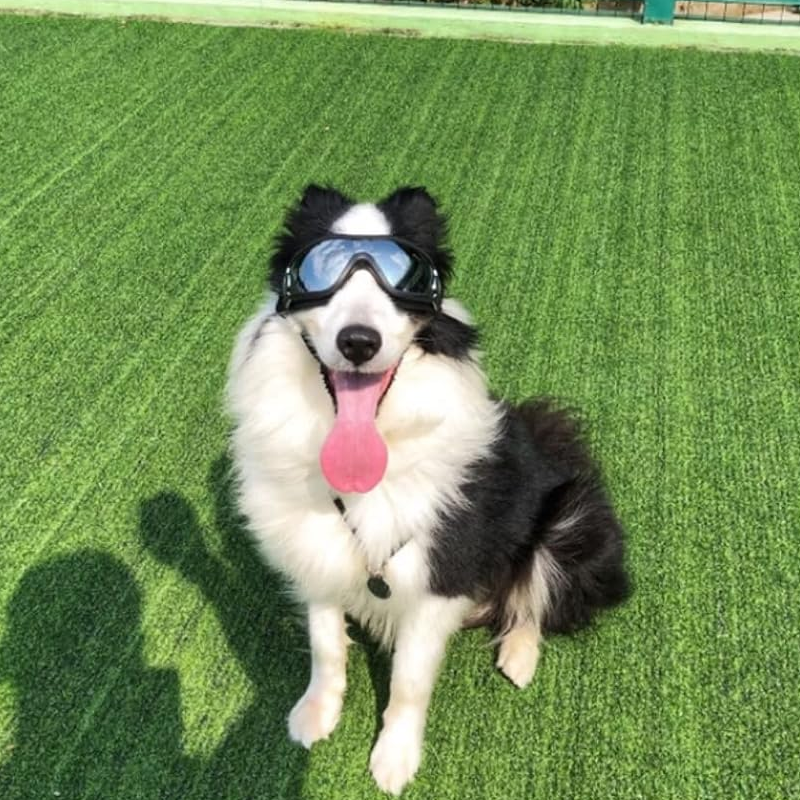 BowLift | Outdoor Protection Glasses for Dogs