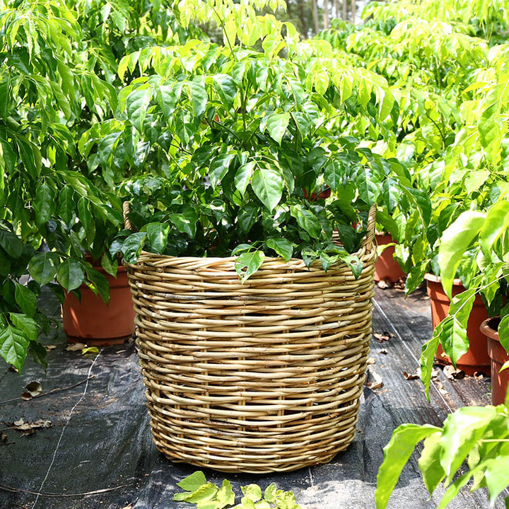 Natural Woven Storage Basket Bowlift