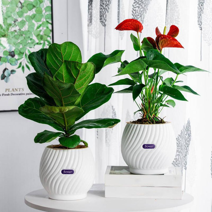 BowLift | Handmade Self-Watering Planter