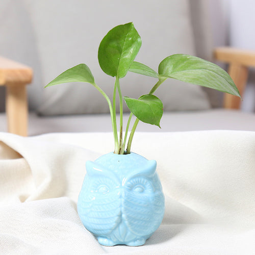Owl-Shaped Succulent Planter Bowlift