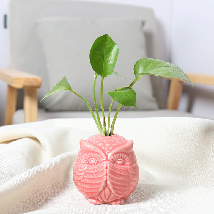 Owl-Shaped Succulent Planter Bowlift